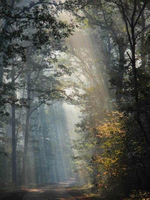 Da sieht es im Wald doch bei Gegenlicht gleich ganz idyllisch aus ...