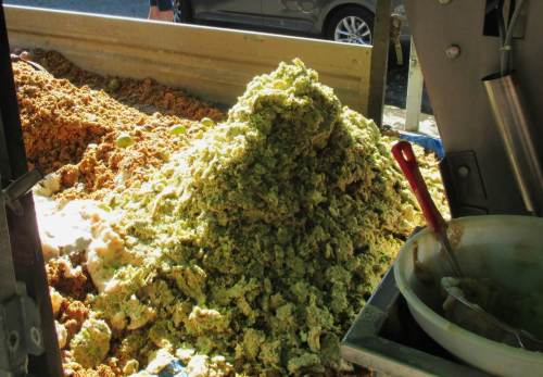 Sie sind als Vieh- oder, z.B. siliert, als Wildfutter im Winter, geeignet.