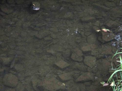 Bei zunehmender Dunkelheit doch erkennbar, Schulen unterschiedlicher Altersgruppen von Döbeln zeigen die Wiederbelebung der Ösper.