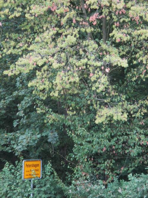 Ortsschild am Waldrand, herbstlich.