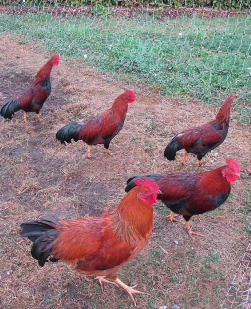 Was für schicke Italienerhähne! Der Fliegenfischer denkt nur an das Eine ...