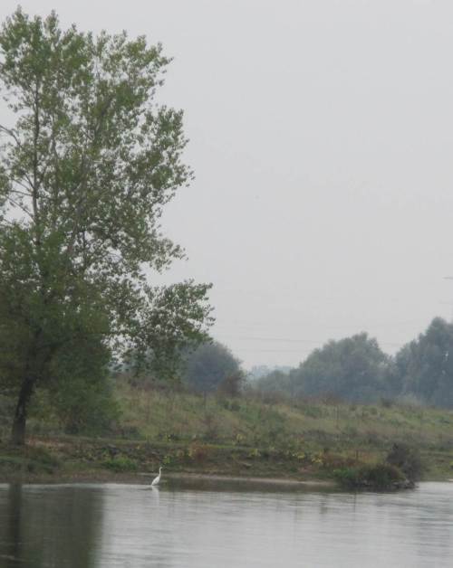 Seit gut 15 Jahren im Norddeutschen Tiefland immer regelmäßiger und zahlreicher zu sehen - meist mit großer Fluchtdistanz, der Silberreiher.