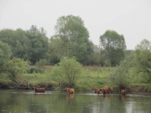 Der Blick zeigt eine Gruppe Schottische Hochlandrinder, die offenbar nun Besseres zu tun haben, als auf ihrer Weide zu grasen.