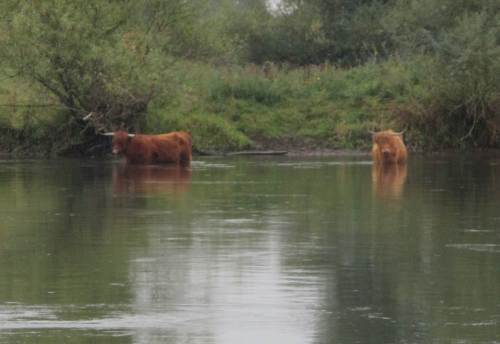 Wie Braunbären stehen sie mit der Strömung (und gucken aufwandernden Lachsen entgegen). - Teufel auch, jetzt ist die Phantasie aber mit mir durchgegangen.