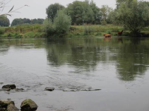 Nein, sie besuchen mich nicht, bleiben auf ihrer Seite. Weser-abwärts findet die eine leckere Weidenäste, die andere bevorzugt vom Land aus nicht zugängliche Ufervegetation.