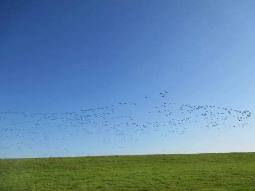 Es rumpelt und pumpelt bei blauem Himmel - daaaa sind sie wieder! Hunderte Nonnengänse queren von Norden den Deich, erreichen die Elbe.