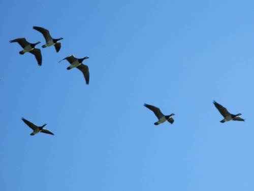 Im Bild sechs Gänse des großen Schwarms.