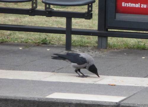 Im Land der Nebelkrähen - ein findiges Völkchen.