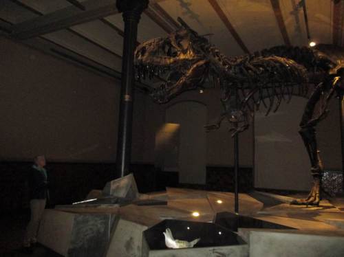 VORSICHT, T. rex voraus!