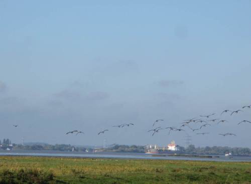 Etwas weiter westlich hat ein Seeadler (kaum ahnbar, links) Nonnengänse aufgejagt, während - vom Steuerzahler finanziert - ein Saugbagger Zweifelhaftes mit hoher Leistung leistet. Anschliessend fährt er gen Helgoland, um den gesaugten Elbegrund mit allem drin - Lebewesen, Nähr- und Schadstoffe - dort zu verklappen.