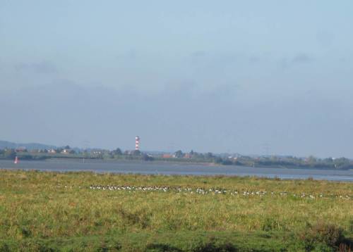 Hier querab der Lühemündung, im Außen- und Binnendeichbereich der Hetlinger Marsch sammeln sich nun immer mehr Nonnengänse.