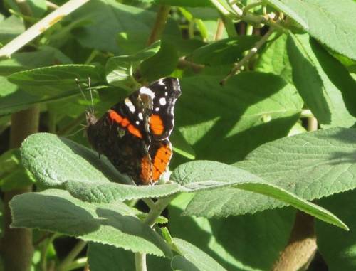 Blick aus meinem "Büro" - ein Admiral wärmt sich in der Mittagssonne.