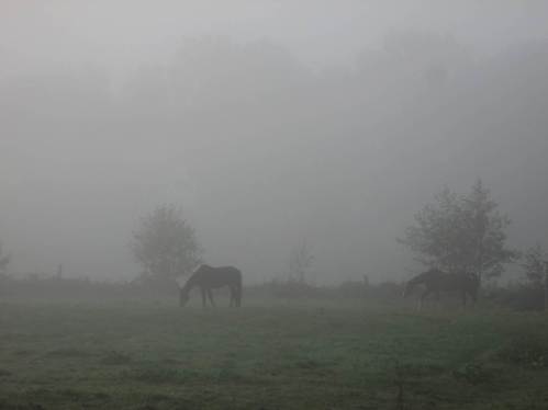 Pferde im Morgennebel.