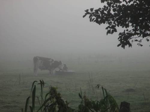 Ein Rind an der Selbsttränke.