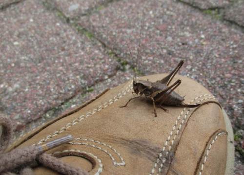 Auf dem Weg zur Wohnung quert eine Heupferdlarve meinen Weg. - Leider kenne ich sie nicht. Alles ok, oder müsste die weiter sein? Da wird doch kein Hormon-Pestizid sein Unwesen treiben?