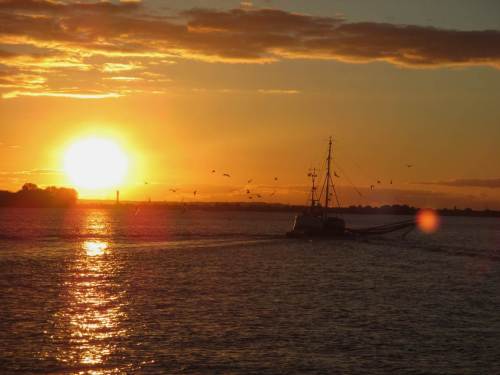 Allerlei Möwen profitieren von seinem Beifang - hoffentlich keine allzu große Vernichtung von Jungfisch.