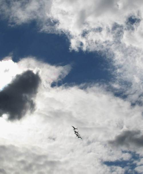 Vier große Reisende des aktuellen Vogelzugs.