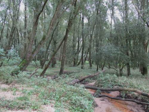 Ein Tideauwald-Rest kann studiert werden.