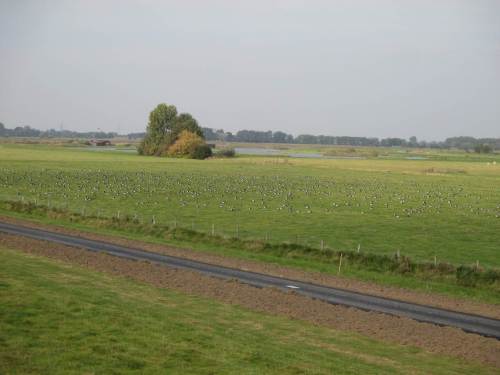 Fährmannsand - hinter dem Deich rasten Tausende Nonnengänse.