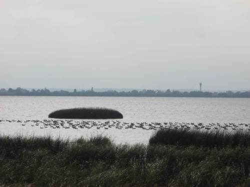 Der scharfe Nordostwind ist die Ursache für die "saubere" Ausrichtung der auf dem Flachwasser verbliebenen Gänse.