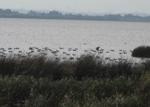 Bloß keine Energie verschwenden - eine Gans hat gerade einen Kraftstoß bekommen ...
