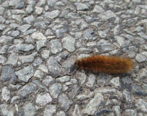 Eine bärige Raupe rundet meine Radrundtour ab.
