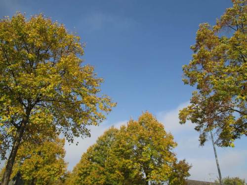 Linden-gelbe Allee in der Nachbarschaft.