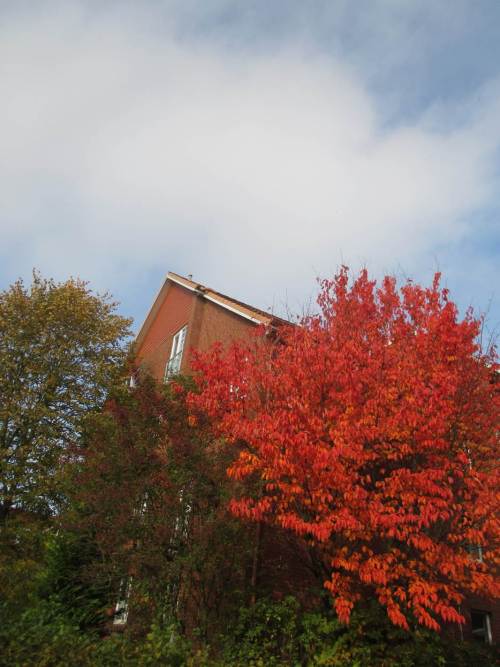 Kirsch-Rot - kühlere Nächte kürzlich brachten es hervor, der kalte Ostwind liess erste Blätter bereits herabsausen.