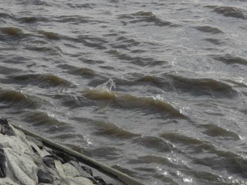 Plitsch, Platsch - an der Elbe steht der Wind wieder einmal gegen die Fliessrichtung.