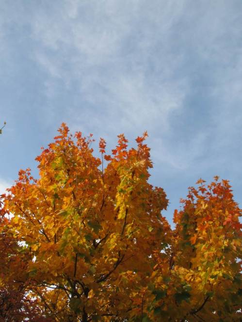 Bunter Spitzahorn am Yachthafen - die Mastenwälder sind gelichtet, die Boote weitgehend an Land gebracht.