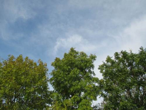 Die Eschen halten noch durch - diverse Grünstufungen.