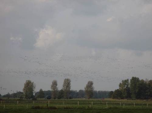 Völlig verbildet von dänischen Starentänzen denke ich mal wieder an Sort Sol - diese Vögel sind viel größer.