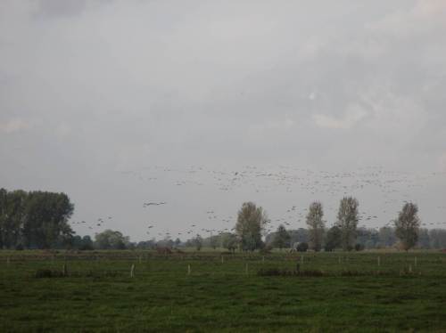 Der andere Teil geht in Tausendern runter auf eine Marschwiese, auf der bereits Tausende Nonnengänse rasten.