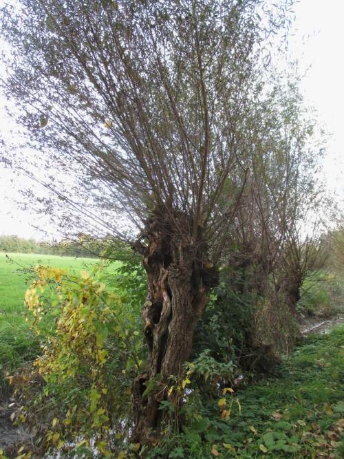 Innerhalb 10 Minuten ist der Spuk vorbei, der Himmel frei, die Vögel unten. - Vorbei an uralten Bandreisser-Weiden radele ich nach Hause.