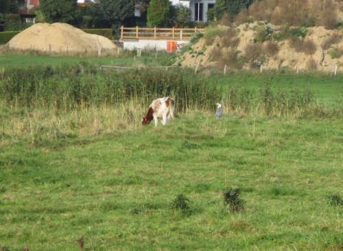 Am Rand der Marsch, vor der letzten Lückenschluss-Baustelle (die Armen dahinter - hin ist`s mit dem freien Blick) steht der obligatorische Graureiher. Ein Rind hat sich von der Herde abgesondert, hat hier wohl die beste Abendmahlzeit entdeckt.