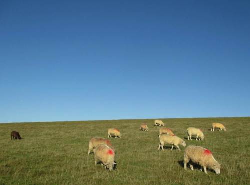 Damit Tourismusfotos nicht nur Grün und Blau (oder Grau) aufweisen, haben die Schafe dicke rote Punkte bekommen.