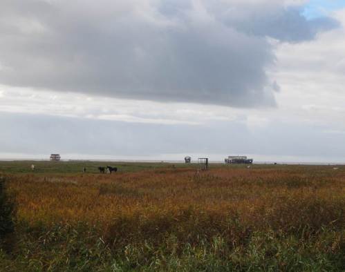 Entlang der Küste radeln wir vorbei an Pferden, Kühen und Schafen im Vorland - und an den SPO-Pfahlbauten am Horizont - Richtung Mittagessen.