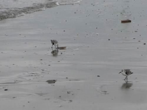 Es bläst ordentlich. Die Vogelwelt bleibt am Boden, findet im Spülsaum ihr Nahrungsangebot.