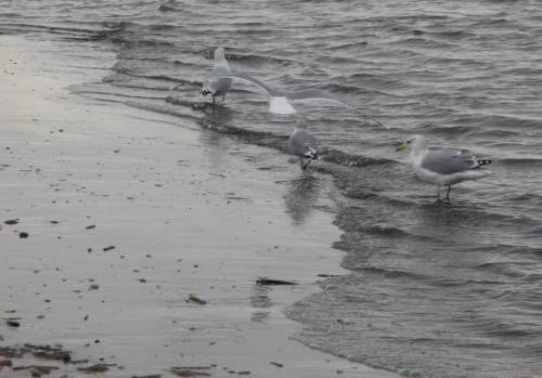 Zu drei Möwen passt auch eine vierte locker dazu.