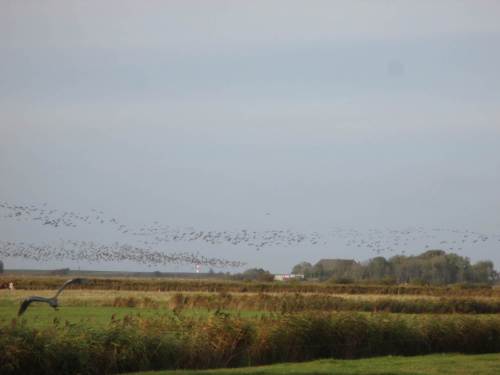 Von Ferne hatten wir den Leuchtturm Westerhever schon öfter gesehen - hier bei einer querfeldein-Radtour hinter abfliegendem Reiher und aufgescheuchten Gänsemassen.