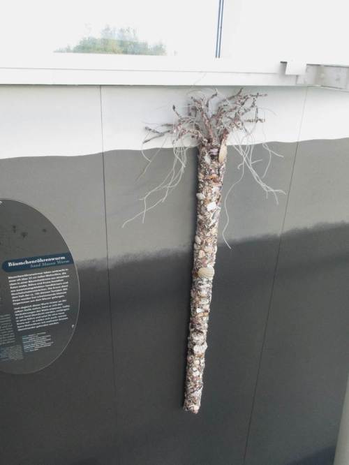 Ein Wattröhrenwurm mit Häuschen empfängt die interessierten Besucher.