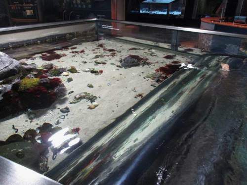 Hier kann mit einer Kurbel Wellenschlag provoziert werden. Noch sitzt eine Wellhornschnecke oben rechts auf glattem Untergrund.