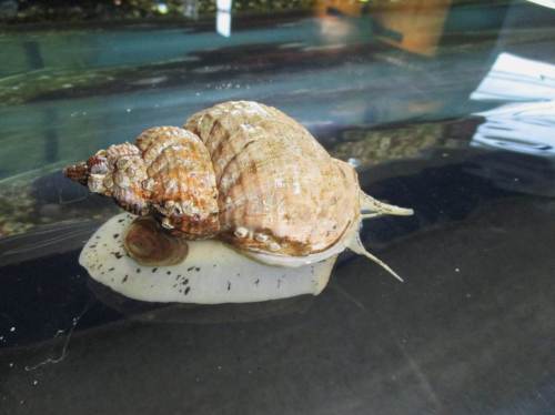 Im Wasserwechselbereich - eine seepockenbesetzte Wellhornschnecke. Wenig später hat sie der dann wirkende Wellenschlag weggespült.