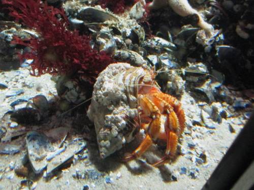 Wozu ein Wellhornschneckenhaus auch gut ist - ein Einsiedlerkrebs ist neuer Hausherr.