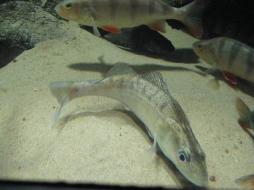 Neben der Vielzahl von Meerestieren werden auch typische Süßwasserfische des Umfelds präsentiert - hier Flussbarsch und Zander.