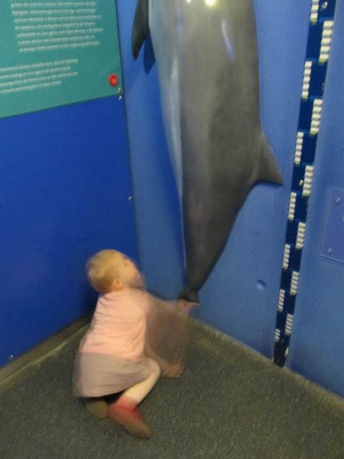 Immer "in action" - der Schweinswal bietet für Klein und Groß einen guten Vergleich. "Wie groß bin ich?" ist immer eine spannende Frage.