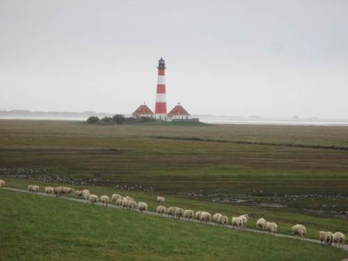 ... und dreht mit dem Vordeichweg ab. Da ist er ja, der als Werbeträger Bekannte.
