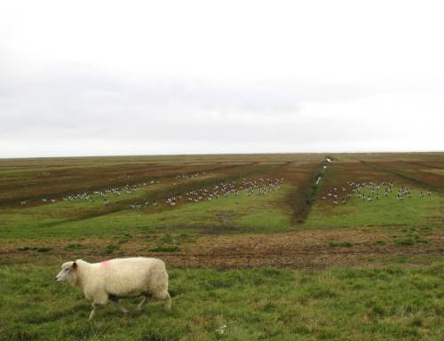 Nun aber hopp! Das letzte Schaf der Herde passiert vor Nonnengänsen.
