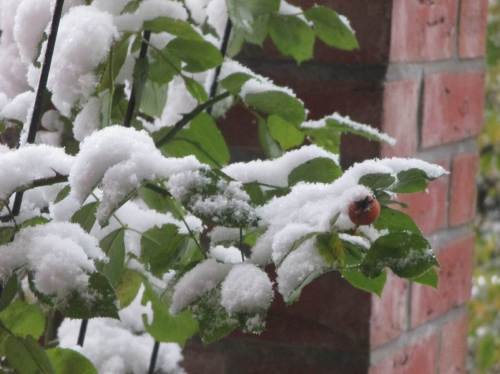 Es war ja zu erwarten ... Balkonrose mit Hagebutte und nächtlich neu entstandenem Belag.