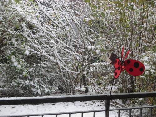 Noch fällt - kaum sichtbar - dünnflusig im 45-Grad-Winkel weiter Schnee. Der sturmerprobte Marienkäfer lacht.